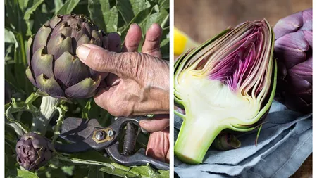 Leguma violet care este atât de rară încât oamenii au început să vândă falsuri. Ce gust are și de unde poate fi cumpărată