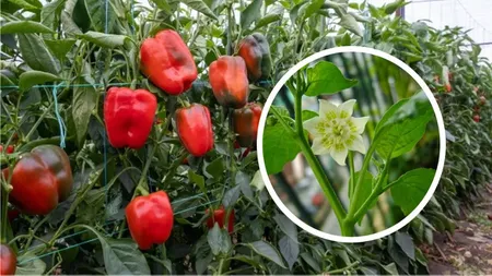 Cum îngrijești ardeii pentru o producție bogată