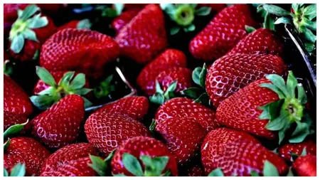 Cum să cultivi căpșuni care să aibă fructe mari, zemoase și gustoase. Secretele fermierilor din Spania
