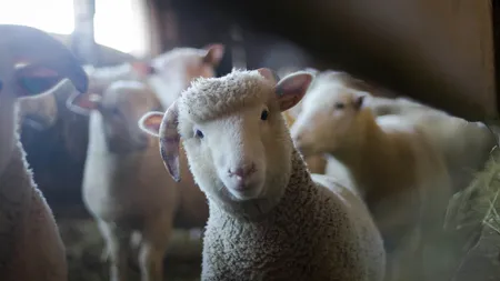 România ar putea relua curând exporturile de ovine. ANSVSA anunță o misiune urgentă de audit a experților europeni