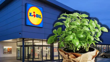 Cum îngrijești planta aromatică regăsită la Lidl. Costă 7 lei și o poți replanta acasă în ghiveci