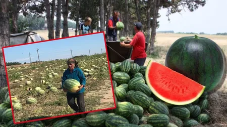 Cât trebuie să scoată românii din buzunar pentru faimoșii pepeni de Dăbuleni. La cultivatori, kilogramul costă 3 lei