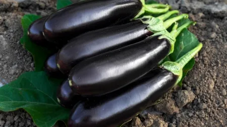 Cum trebuie udate vinetele pentru a nu fi amare. Cultivatorii experimentați dezvăluie ”secretul” recoltei perfecte