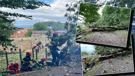 Tragedie în Brașov! Un tânăr în vârstă de 27 de ani a murit după ce un copac a căzut peste el