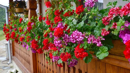 Cum poți păstra mușcatele sănătoase. Ingredientul pe care este bine să îl pun în pământul din ghivece sau în solul din grădină