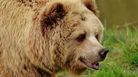 Care este Animalul asociat Spiritului tau si ce semnificatie are pentru tine, in functie de zodia ta