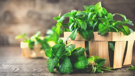 De ce să dormi cu o frunză de mentă sub pernă? Vezi care sunt beneficiile acestui obicei