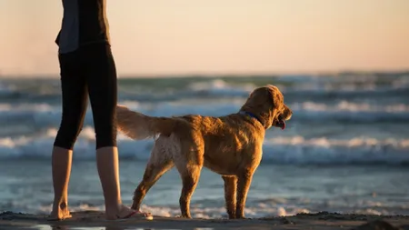 Canicula poate fi fatală animalelor de companie. Temperatura periculoasă pe timpul verii pentru câini. Când nu trebuie să ieși cu câinele afară, la plimbare