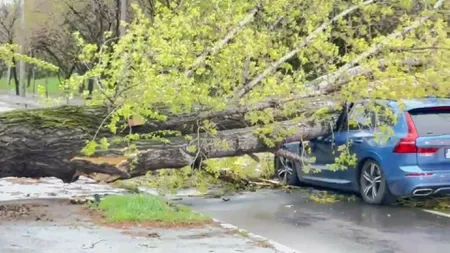 Cine plăteşte daunele dacă maşina ta este distrusă de un  copac. Ce s-a întâmplat într-o situaţie petrecută la Iaşi
