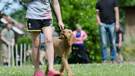 La ce temperaturi nu e bine să scoți câinele din casă. Sfaturi importante pentru stapânii de animale
