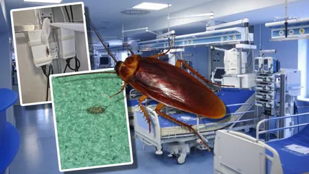 Anchetă la Centrul de Arşi al Spitalului Floreasca, după ce familia unei paciente a vorbit despre ”lagărul” prin care a trecut. A contractat mai multe bacterii, în timp ce gândacii mişunau prin salon