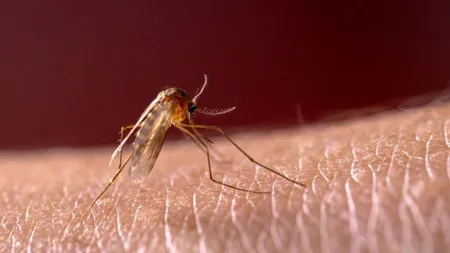 Semnal de alarmă! Malarie cu transmitere locală în România. Medicii specialiști nu exclud apariția unui focar