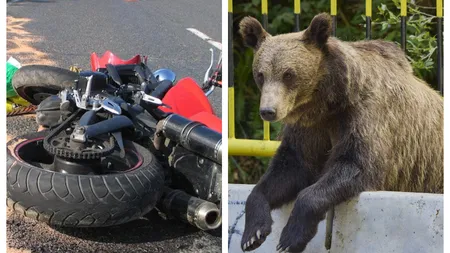Motociclist ucis de urs pe Transfăgărășan. A fost târât într-o râpă din apropierea barajului Vidraru