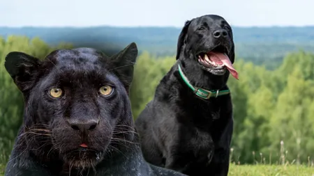 Pantera neagră din Bulgaria ar fi, de fapt, un... câine. Ce spun experiții bulgari despre urmele lăsate de animalul misterios