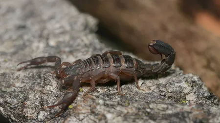 O localitate din România, invadată de scorpioni! Care este cauza apariției acestora
