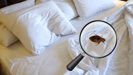 Scapă de ploșnițe cu ajutorul tratamentelor termice - soluția eficientă și ecologică