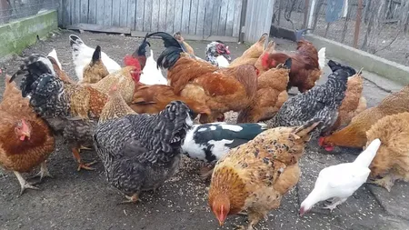 Câte găini îți permite legea să crești la curte. Guvernul Bolojan impune reguli stricte