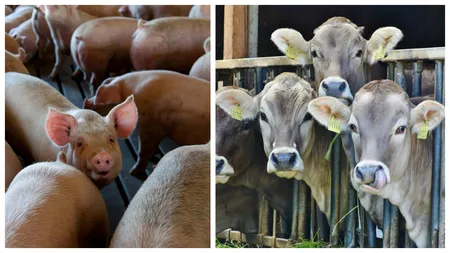Măsuri ferme pentru bunăstarea animalelor. Tăierea cozii la purcei, interzisă! Fiecare vacă de lapte să aibă propriul loc de hrănire