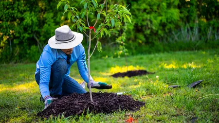 Nu planta acest copac! Este „toxic” pentru plantele din curte și afectează structura caselor din vecinătate