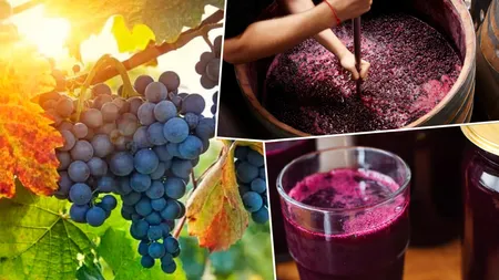 Cum prepari cel mai bun must la tine acasă. Trucurile podgorenilor pentru a obține cea mai gustoasă licoare de struguri