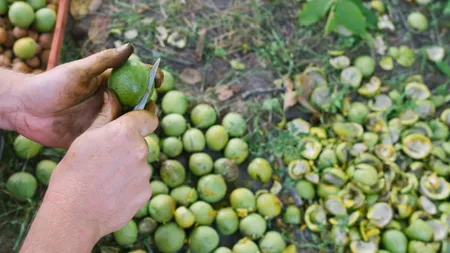Cinci soluții naturale care îți curăță mâinile de petele negre de la nuci. Sunt foarte ieftine și eficiente