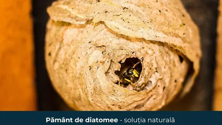 Pământ de diatomee - soluția naturală pentru eliminarea viespilor
