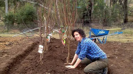 Ce pomi se plantează toamna. Care este perioada ideală pentru a pune pomii în pământ