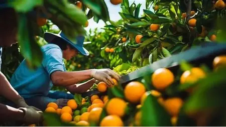 Cât câștigă un român la cules de portocale în Spania. În șase luni face o groază de bani, angajările sunt pe bandă rulantă