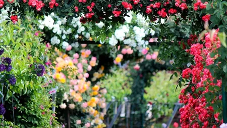 Trandafiri înfloriți și parfumați. Ce este bine să pui la rădăcină după jumtatea lunii septembrie. Florarii au dezvăluit trucurile