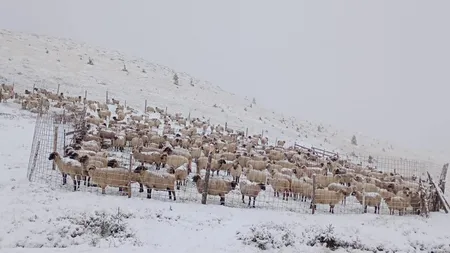 Ploaia s-a transformat în lapoviţă şi ninsoare, stratul de zăpadă a crescut imediat la 30 cm, s-a închis Transfăgărăşanul! ANM a emis COD ROŞU la Constanţa