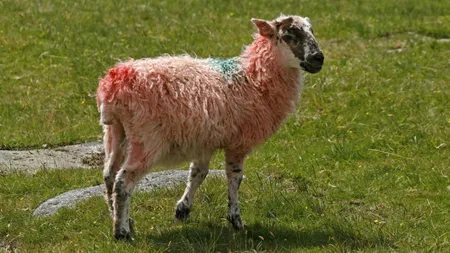 Incredibil, dar adevărat! A apărut prima oaie cu lână roz- descoperirea care uimește lumea științei