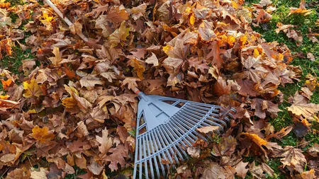 De ce nu este bine să strângi frunzele din curte toamna. Mulţi le aruncă, dar e greşit. Au efecte nebănuite pentru grădina ta