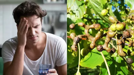 Ce este Hovenia dulcis, remediul tradițional asiatic împotriva mahmurelii ce face senzație. Ingredientul secret care te face ca nou după o seară de băută