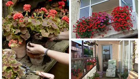 Cum să protejezi mușcatele de pe balcon de îngheț. Trucurile simple care le mențin frumoase până la primăvară