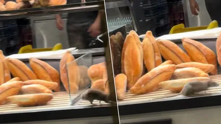 Scene șocante într-o brutărie din București! Un șobolan, surprins printre produsele din vitrină. VIDEO
