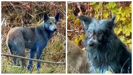 Un cercetător ucrainean, adevărul câinii albaștri de la Cernobîl: 