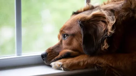 Premieră pentru angajați: Două ziele libere pentru doliu, la decesul câinelui