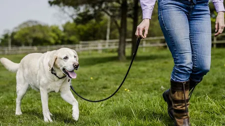 Amenzi dure pentru românii care au animale de companie. Un bărbat din Botoșani a fost sancționat cu 1.600 de lei