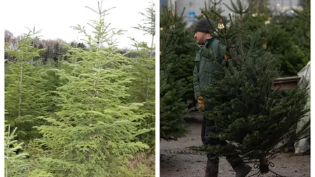 Cu cât vinde Romsilva brazii de Crăciun în 2025. Peste 16.000 de pomi vor fi scoși la vânzare