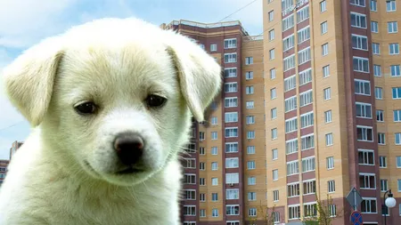 Un bărbat a fost reţinut, după ce s-a certat cu soţia şi a aruncat pe fereastră căţelul familiei