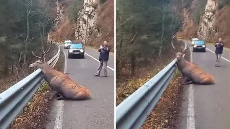 IMAGINI DUREROASE - Momentul în care un cerb matur este pe moarte, filmat și publicat pe Facebook: „Să le fie rușine, sper că va fi salvat”