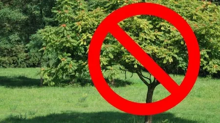 Copacii pe care să nu-i plantezi niciodată lângă casă. Provoacă daune majore, atrag doar necazuri și energii negative