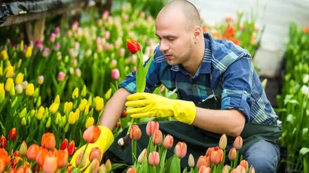 Cât câștigă un român la cules de lalele în Olanda. Nu îți trebuie experiență, salariile sunt uriașe
