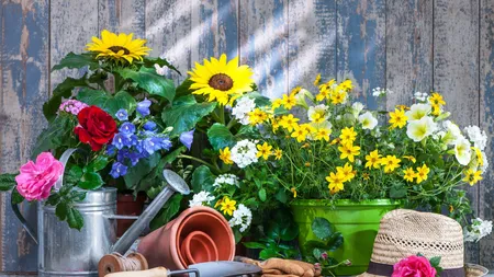 Florile care se plantează în grădină la mijlocul lunii noiembrie. În primăvară, vor înflori spectaculos