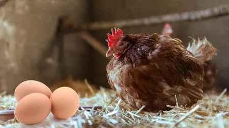 De ce găinile depun mai mai puține ouă toamna și cum poți crește producția lor