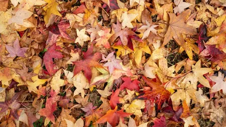 Iluzie optică pentru cititorii cu mintea sclipitoare. Descoperă conul de brad ascuns printre frunze