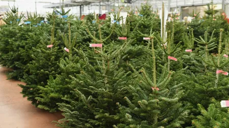 Din ce în ce mai mulți români aleg să cumpere brazi naturali de Crăciun. Prețurile din magazine, în funcție de dimensiune și calitate