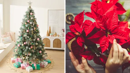 Sfaturi pentru un Crăciun cât mai verde: Cum să menții bradul hidratat și să alegi Crăciunița care rezistă cât mai mult