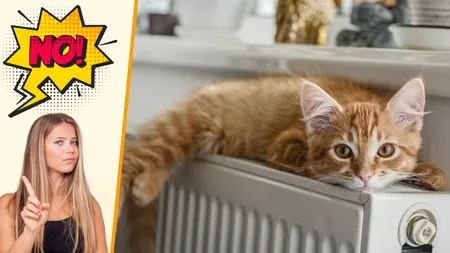 Pisica ta doarme pe calorifer? Dă-o jos imediat! Iată care este de fapt pericolul la care se expune