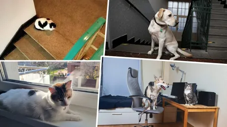 Scandal uriaş! Câte pisici şi câţi câini mai poţi ţine la bloc, proprietarii au luat cu asalt instanţele